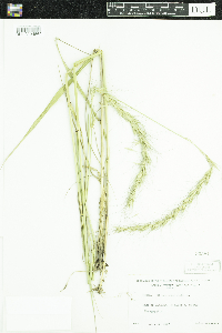 Thumbnail image of current specimen