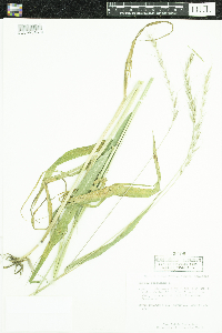 Elymus canadensis image