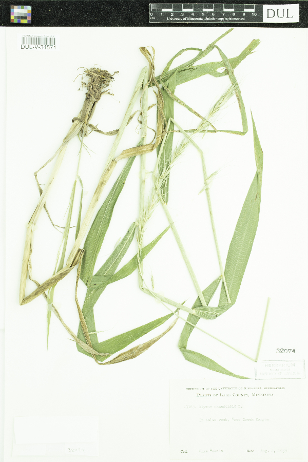Elymus canadensis image
