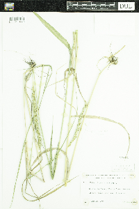 Media resource of Elymus virginicus