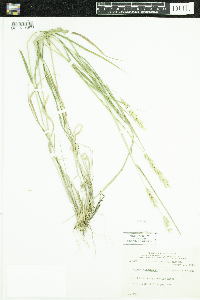 Elymus curvatus image