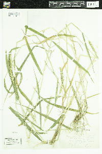 Elymus curvatus image