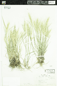 Elymus elymoides subsp. elymoides image