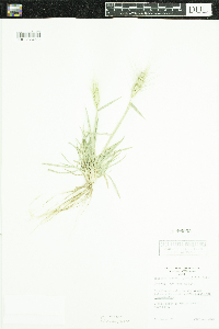 Elymus elymoides subsp. elymoides image