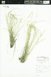 Elymus elymoides subsp. elymoides image
