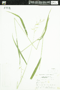 Elymus hystrix image
