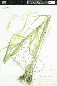 Elymus hystrix image