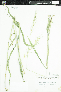 Elymus hystrix image