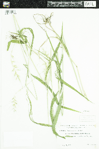 Elymus hystrix image