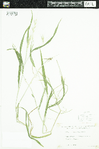 Elymus hystrix image