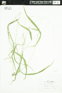 Elymus hystrix image
