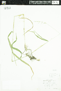 Elymus hystrix image