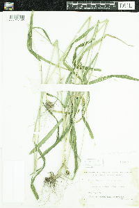 thumbnail image of current specimen