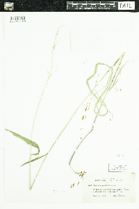 Elymus hystrix image