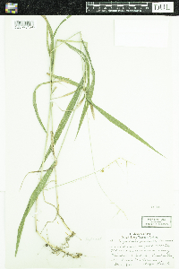 Elymus hystrix image