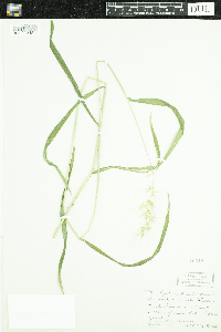 Elymus hystrix image