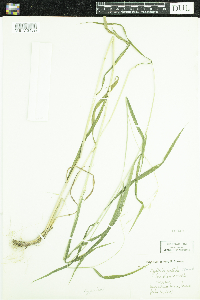 Elymus hystrix image