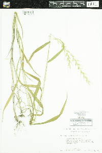 Elymus hystrix image