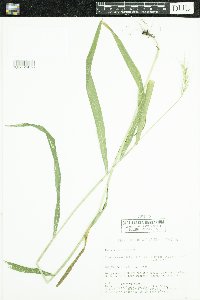 thumbnail image of current specimen