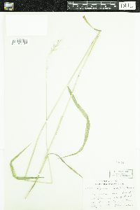 Elymus hystrix image