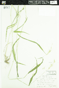 Elymus hystrix image