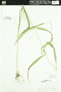 Elymus hystrix image