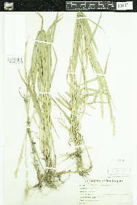 Elymus repens image