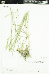 Elymus repens image