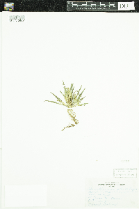 Echinochloa muricata var. muricata image