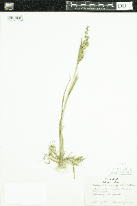 Echinochloa muricata var. muricata image