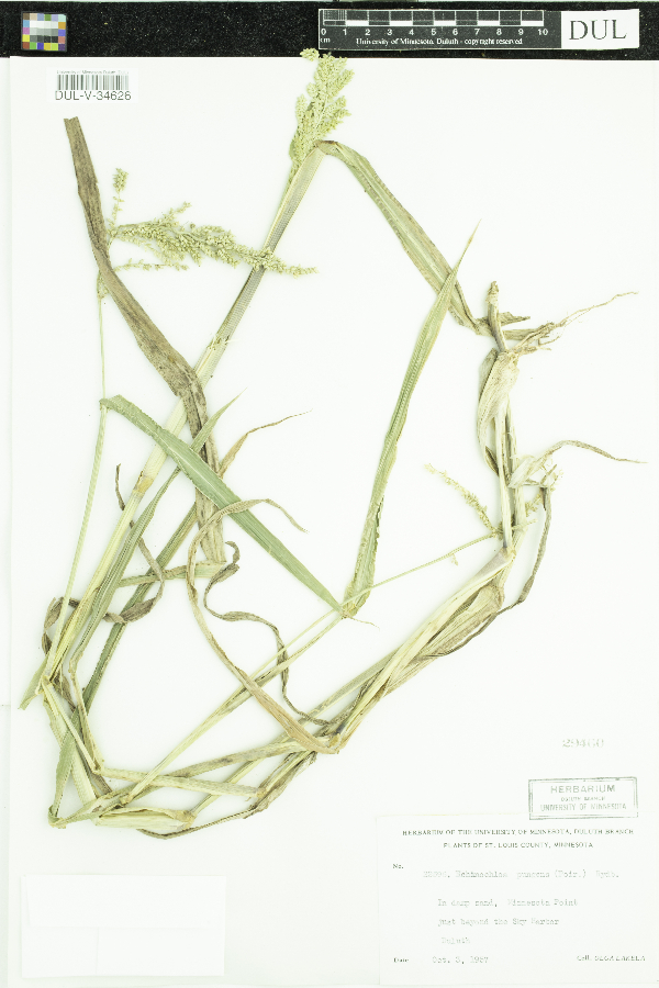 Echinochloa muricata var. muricata image
