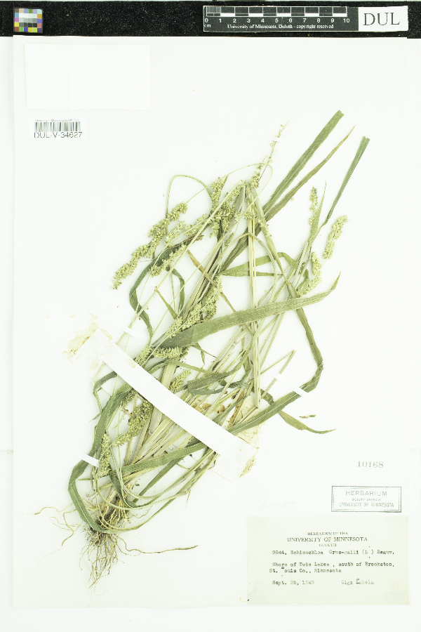 Echinochloa muricata var. muricata image