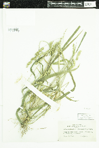 Echinochloa muricata var. muricata image