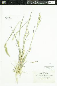 Echinochloa muricata var. muricata image