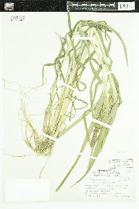 Echinochloa muricata var. muricata image