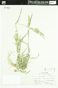 Echinochloa muricata var. muricata image