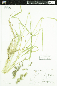 Echinochloa muricata var. muricata image