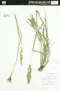 Echinochloa muricata var. muricata image