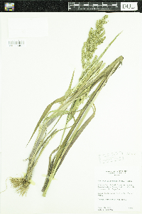 Echinochloa muricata var. muricata image