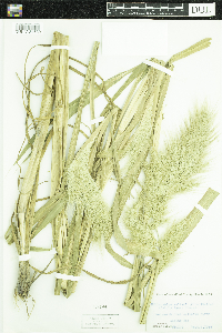 Echinochloa walteri image
