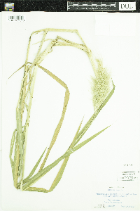 Echinochloa walteri image