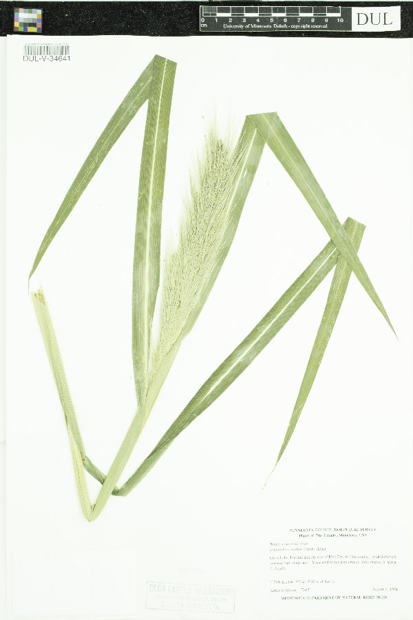 Echinochloa image