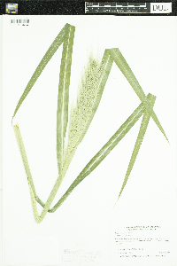 Echinochloa walteri image