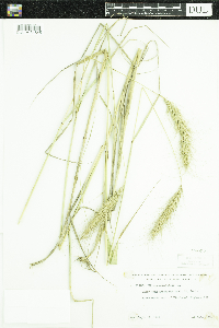 Elymus canadensis image