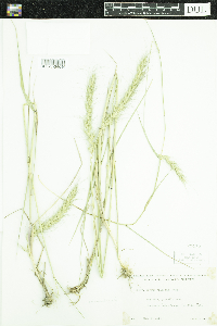 Elymus canadensis image