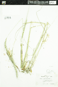 Elymus canadensis image