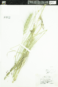 Elymus canadensis image