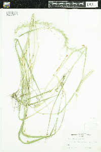 Elymus canadensis image