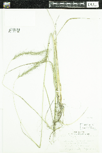 Elymus canadensis image