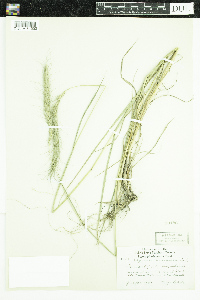 Elymus canadensis image